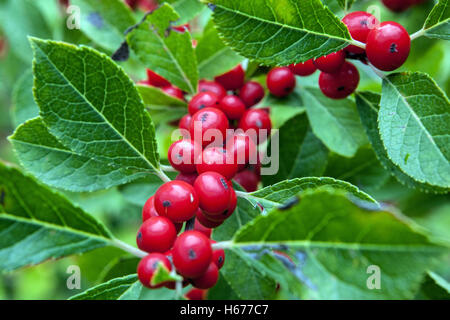 Rote Beeren im Herbst Winterberry - Ilex Verticillata Stockfoto