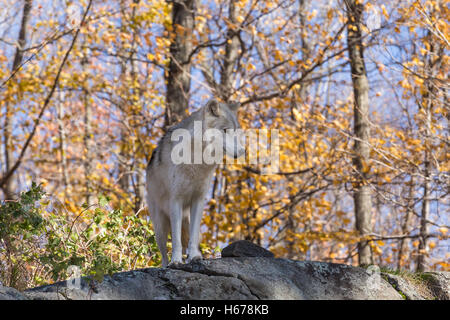 Ein einsamer Arctic Wolf in eine Herbstszene Wald Stockfoto