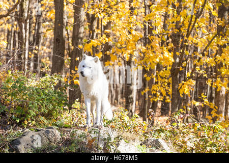 Ein einsamer Arctic Wolf in eine Herbstszene Wald Stockfoto