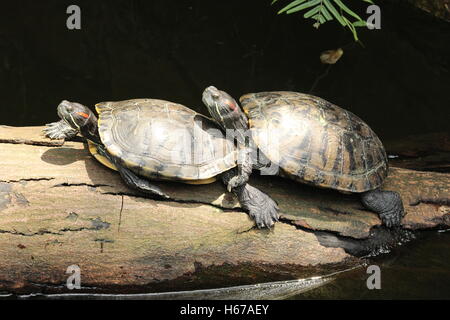 Schildkröten auf dem Holzscheit Stockfoto