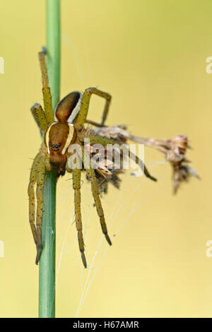 Raft Spider / Gerandete Jagdspinne (Dolomedes Fimbriatus) ruhen, Jagd auf einem Ansturm Stiel, sauberer Hintergrund detaillierte Schuss. Stockfoto