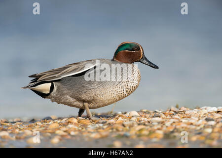 Krickente (Anas Vogelarten), männliche Drake in bunten Zucht Kleid, zu Fuß auf einer Muschel-Bank im Wattenmeer, Ganzkörper, Seitenansicht. Stockfoto