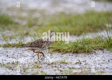 Halskrause / Kampflaeufer (Philomachus Pugnax), ruht auf nassen Grünland während Frühjahrszug, Nahrungssuche, Mitteleuropa. Stockfoto