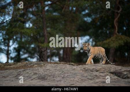 Royal Bengal Tiger (Panthera Tigris), Jungtier in Lebensraum, am Rande eines Waldes, zu Fuß über eine Platte aus Stein. Stockfoto