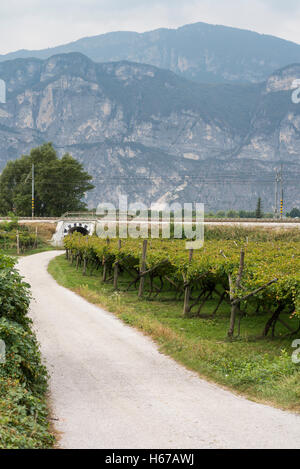 Weinberge im Veneto, Italien, Europa Stockfoto
