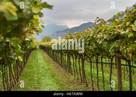 Weinberge im Veneto, Italien, Europa Stockfoto