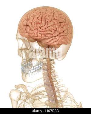 Gehirn und Skelett, Anatomie des Menschen. Medizinisch genaue 3D-Illustration Stockfoto