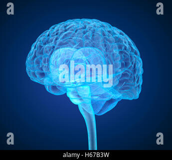 Menschliche Gehirn Röntgen-Scan, medizinisch genaue 3D-Illustration Stockfoto