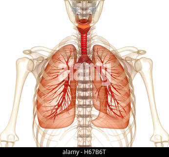 Menschliche Lunge, Luftröhre und Skelett. Medizinisch genaue 3D-Illustration Stockfoto