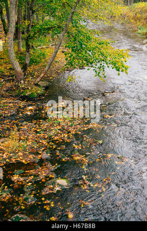 Kleiner Bach mit abgefallenen Blättern von Herbstzeit von oben Ansicht Stockfoto