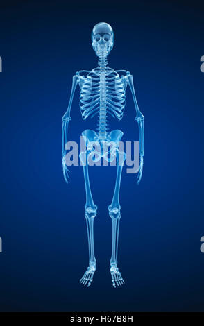 Menschliches Skelett, Xray Ansicht. Medizinisch genaue 3d Illustration. Stockfoto