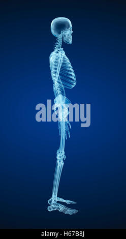 Menschliches Skelett, Xray Ansicht. Medizinisch genaue 3d Illustration. Stockfoto