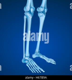 Knie Anatomie. XRAY-Ansicht. Medizinisch genaue 3D-Illustration Stockfoto
