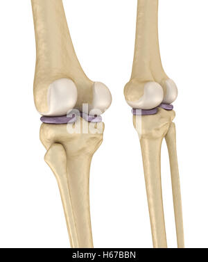 Knie gemeinsamen Anatomie. Medizinisch genaue 3d Illustration. Stockfoto