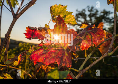 Herbstliche Blätter Wein mit Sonnenstrahlen Stockfoto