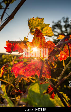 Herbstliche Blätter Wein mit Sonnenstrahlen Stockfoto