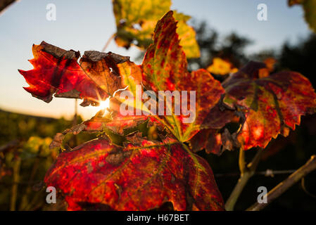 Herbstliche Blätter Wein mit Sonnenstrahlen Stockfoto