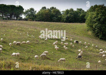 Schafe in der Nähe von San Quirico d Orcia, Toskana, Italien, EU, Europa Stockfoto