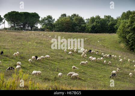 Schafe in der Nähe von San Quirico d Orcia, Toskana, Italien, EU, Europa Stockfoto