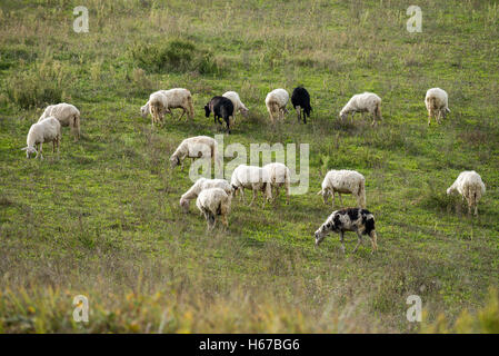 Schafe in der Nähe von San Quirico d Orcia, Toskana, Italien, EU, Europa Stockfoto