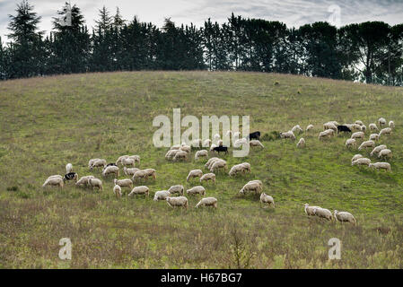 Schafe in der Nähe von San Quirico d Orcia, Toskana, Italien, EU, Europa Stockfoto