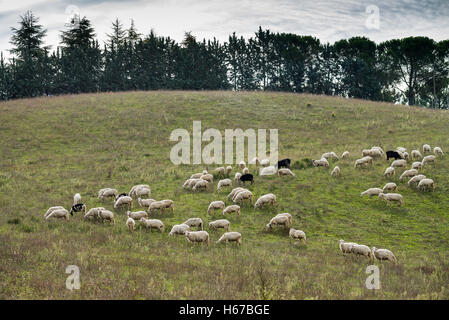 Schafe in der Nähe von San Quirico d Orcia, Toskana, Italien, EU, Europa Stockfoto