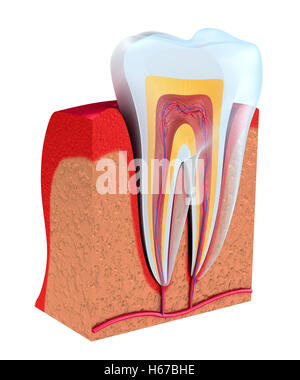 Abschnitt des Zahnes. Das Fruchtfleisch mit Nerven und Blutgefäßen. 3D illustration Stockfoto