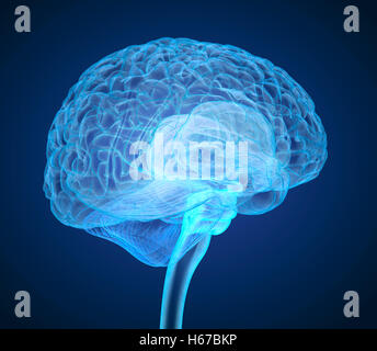 Menschliche Gehirn Röntgen-Scan, medizinisch genaue 3D-Illustration Stockfoto