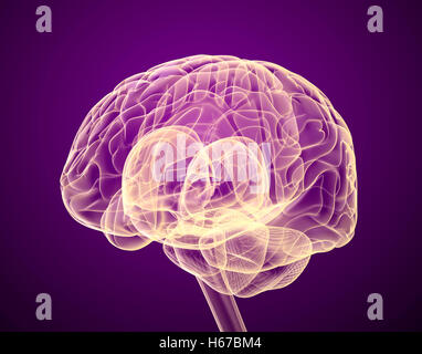 Menschliche Gehirn Röntgen-Scan, medizinisch genaue 3D-Illustration Stockfoto