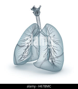 Menschliche Lunge und Luftröhre. Drahtmodell, 3D illustration Stockfoto
