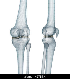 Knie gemeinsamen Anatomie. 3D-Illustration medizinisch genaue Draht. Stockfoto