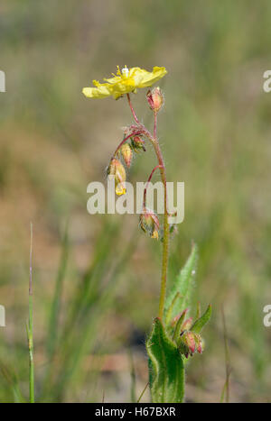 Gefleckte Rock-Rose - Tuberaria Guttata unbefleckt form Stockfoto