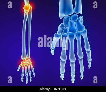 Anatomie der menschlichen Hand. Medizinisch genaue 3D-Illustration Stockfoto