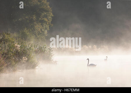 Höckerschwäne auf einem nebligen See im Morgengrauen Stockfoto