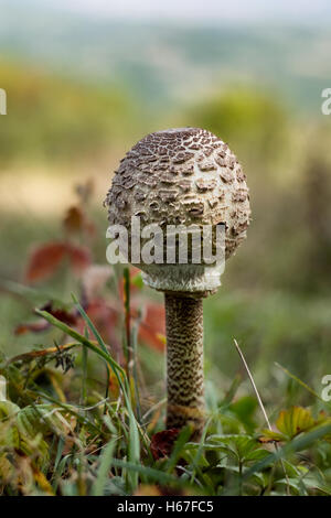 Der Pilz Parasol (Macrolepiota Procera oder Lepiota Procera) - Speisepilz, vielseitig in der Küche Stockfoto