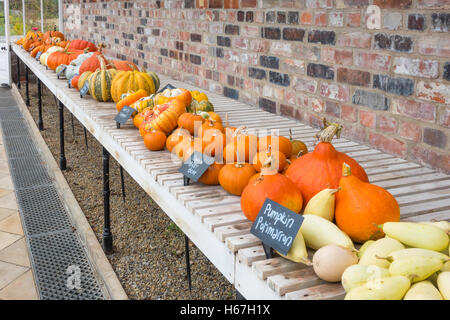 Ein Gewächshaus Anzeige von vielen Arten von Kürbis gewachsen im Helmsley ummauerten Garten North Yorkshire Stockfoto