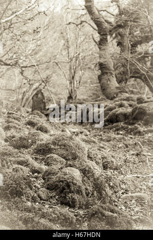 Alten Stil B&W Sepia Ty Canol Hölzer in Pembrokeshire im zeitigen Frühjahr. Stockfoto