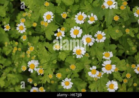 Gelbe und weiße Chrysantheme Blumengarten 20406 Stockfoto