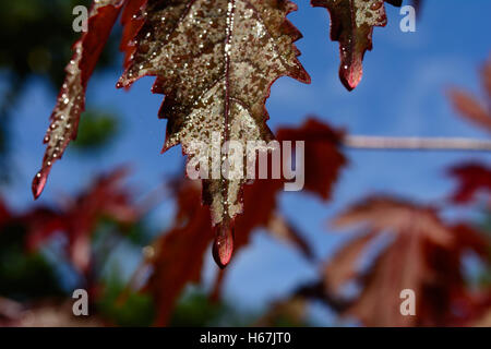 Selektiven Fokus auf dem Blatt einen japanischen Ahorn - Acer Palmatum - mit einem Regentropfen auf der Spitze des Blattes. Stockfoto