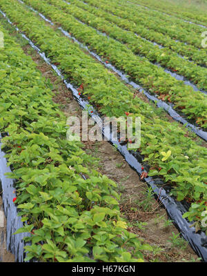 intensiven Anbau in ein riesiges Feld von roten Erdbeeren in den Ebenen Stockfoto