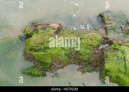 Taacrgngm, grün, Natur, Hintergrund, Muster, niemand, abstrakt, rock, alt, Oberfläche, Sommer, Textur, weiß, Bild, Blatt, Baum, Stockfoto