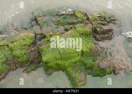 Taacrgngm, grün, Natur, Hintergrund, Muster, niemand, abstrakt, rock, alt, Oberfläche, Sommer, Textur, weiß, Bild, Blatt, Baum, Stockfoto