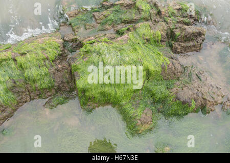 Taacrgngm, grün, Natur, Hintergrund, Muster, niemand, abstrakt, rock, alt, Oberfläche, Sommer, Textur, weiß, Bild, Blatt, Baum, Stockfoto