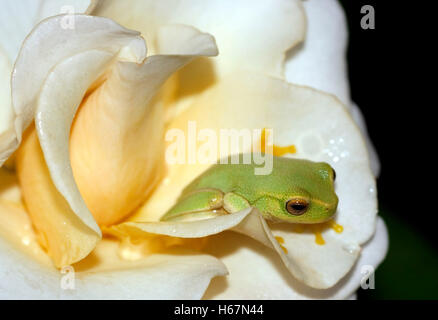 Winzige lebendige grüne australische zierliche Laubfrosch, Litoria Gracilenta unter hellgelb, weißen Blütenblättern der Rose auf schwarzem Hintergrund Stockfoto