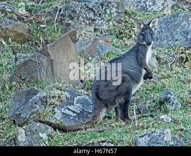 Australischer Wallaroo, Macropus Robustus, in freier Wildbahn, mit dunklen grauen Fell & ungewöhnliche weiße Brust, Warnung & starrte auf Kamera aus felsigen Hügel Stockfoto