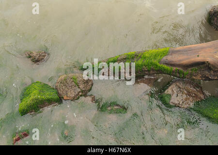 Taacrgngm, grün, Natur, Hintergrund, Muster, niemand, abstrakt, rock, alt, Oberfläche, Sommer, Textur, weiß, Bild, Blatt, Baum, Stockfoto