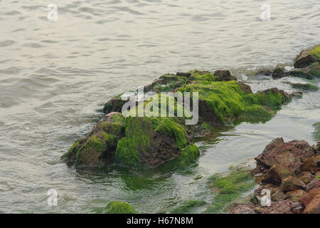 Taacrgngm, grün, Natur, Hintergrund, Muster, niemand, abstrakt, rock, alt, Oberfläche, Sommer, Textur, weiß, Bild, Blatt, Baum, Stockfoto