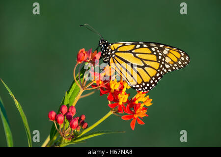 Neu entstanden die Monarchfalter (Danaus Plexippus) auf tropische Wolfsmilch Blumen Stockfoto