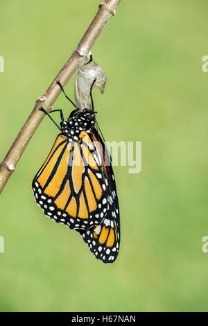 Monarchfalter (Danaus Plexippus) entstehen aus der Puppe Stockfoto