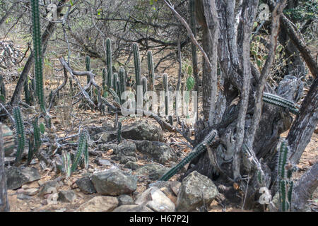 Wald mit Bäumen und Kakteen in Bonaire, Stockfoto
